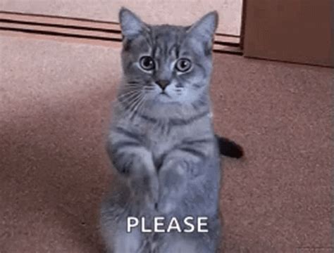 begging gif|funny begging gif.